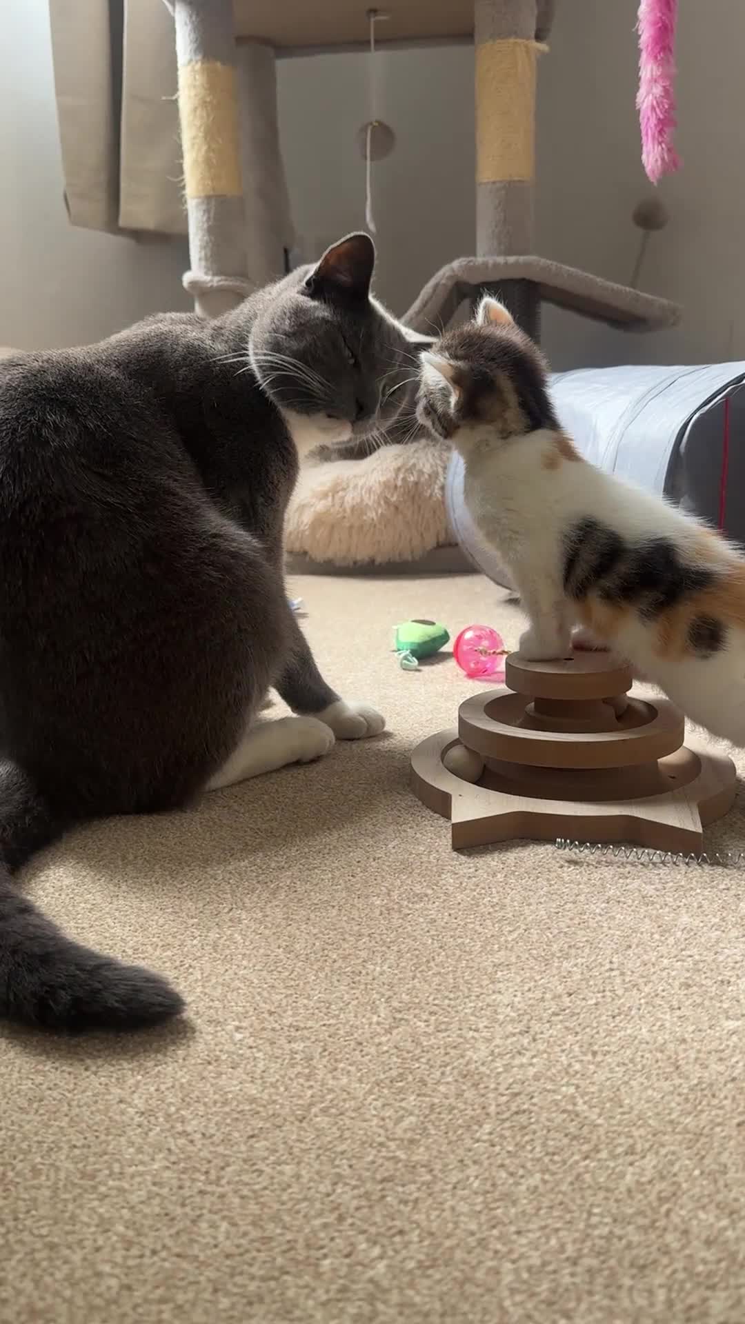 Mixed Breed cats for sale: 4 gorgeous kittens for sale  - Video 2