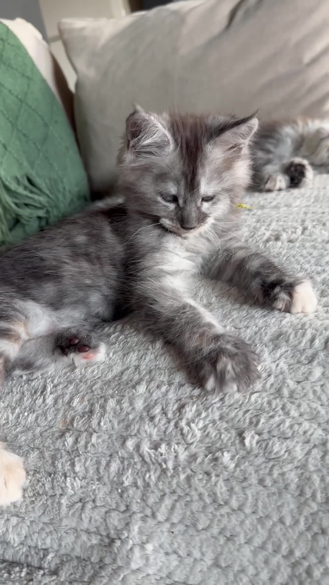 Maine Coon cats for sale: Maine Coon Kittens  - Video 2