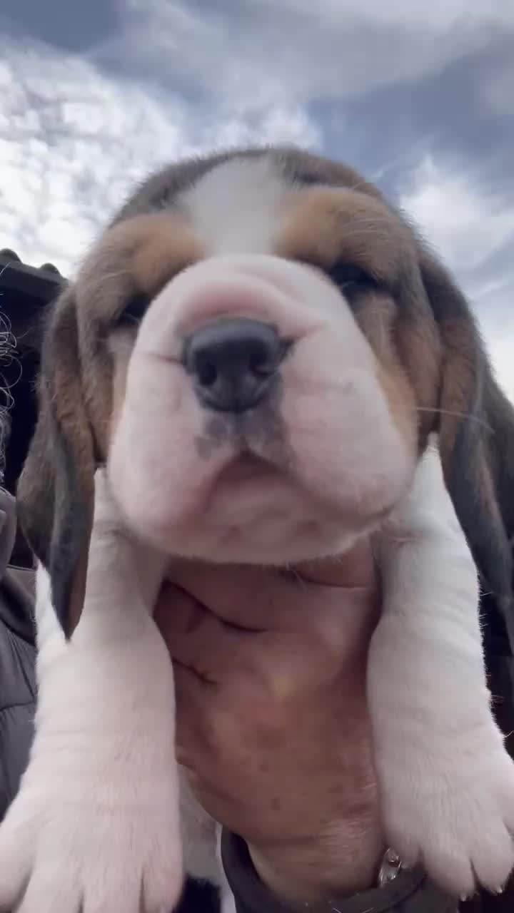 Beagle dogs for sale: 1 stunning chunky tri boy  - Video 1