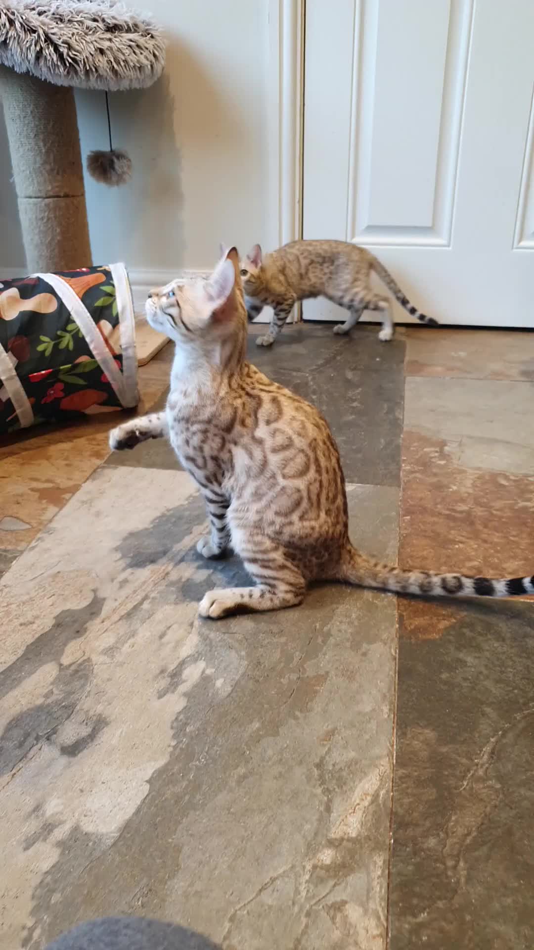 Bengal cats for sale: 🐆💕Very Beautiful Tica Registered Bengal Kittens. - Video 4