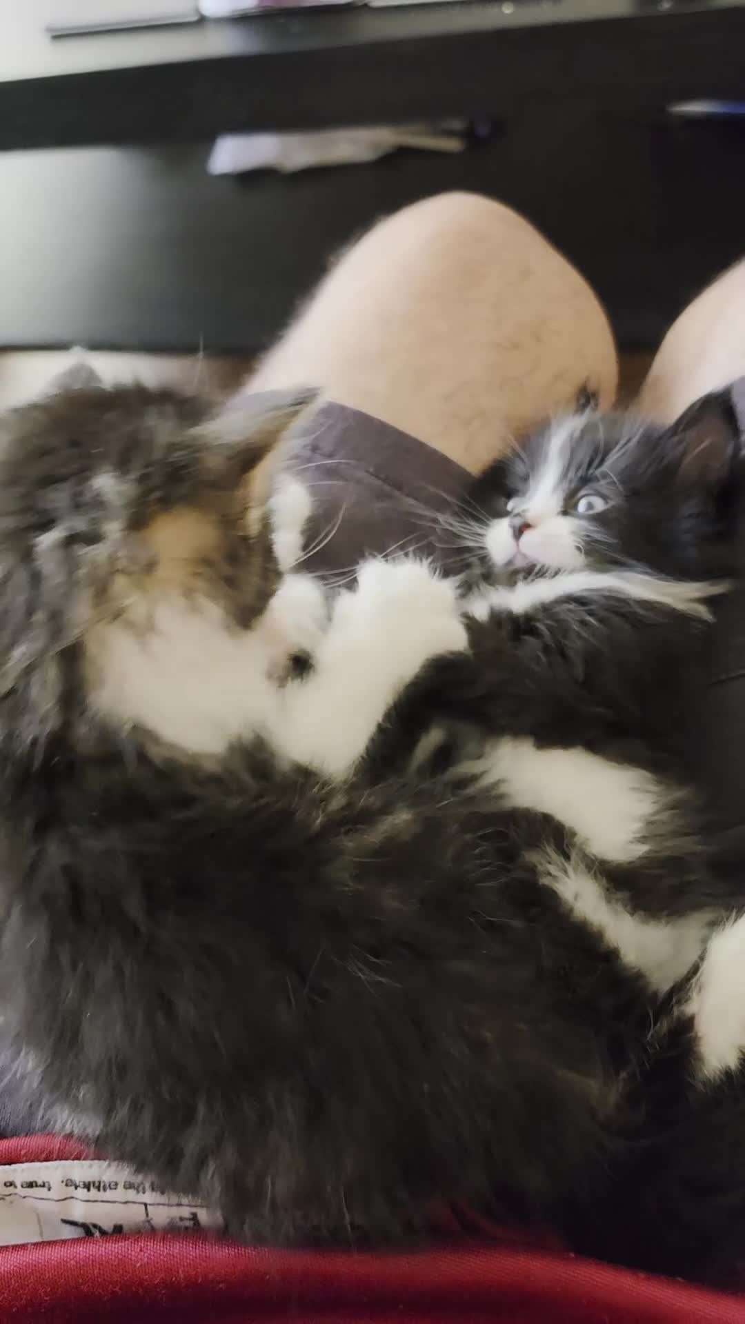 Mixed Breed cats for sale: Mixed breed kittens in East Grinstead - Video 1