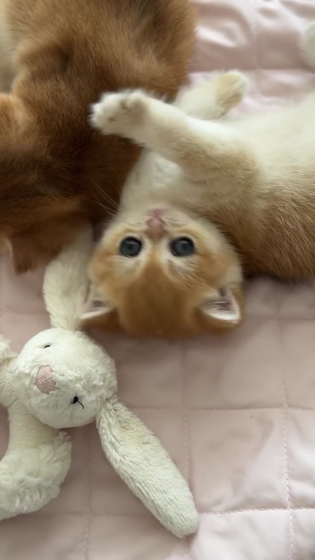 British Shorthair cats for sale: Golden British Shorthair kitten  in Maidstone - Video 2