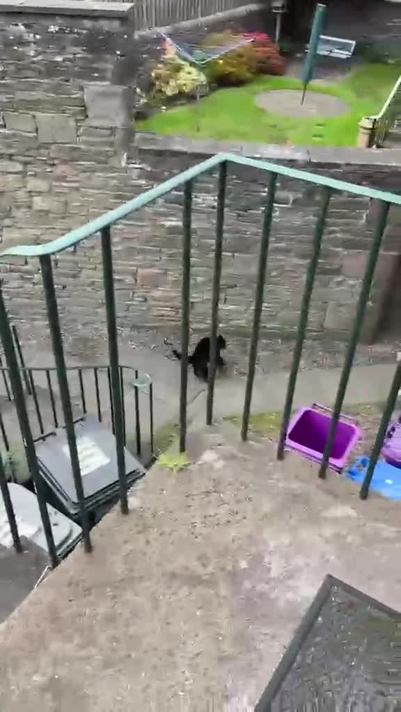 Mixed Breed dogs for adoption: ARTHUR, 5yrs,25kg,great temperament,loves outdoors in Forfar - Video 3