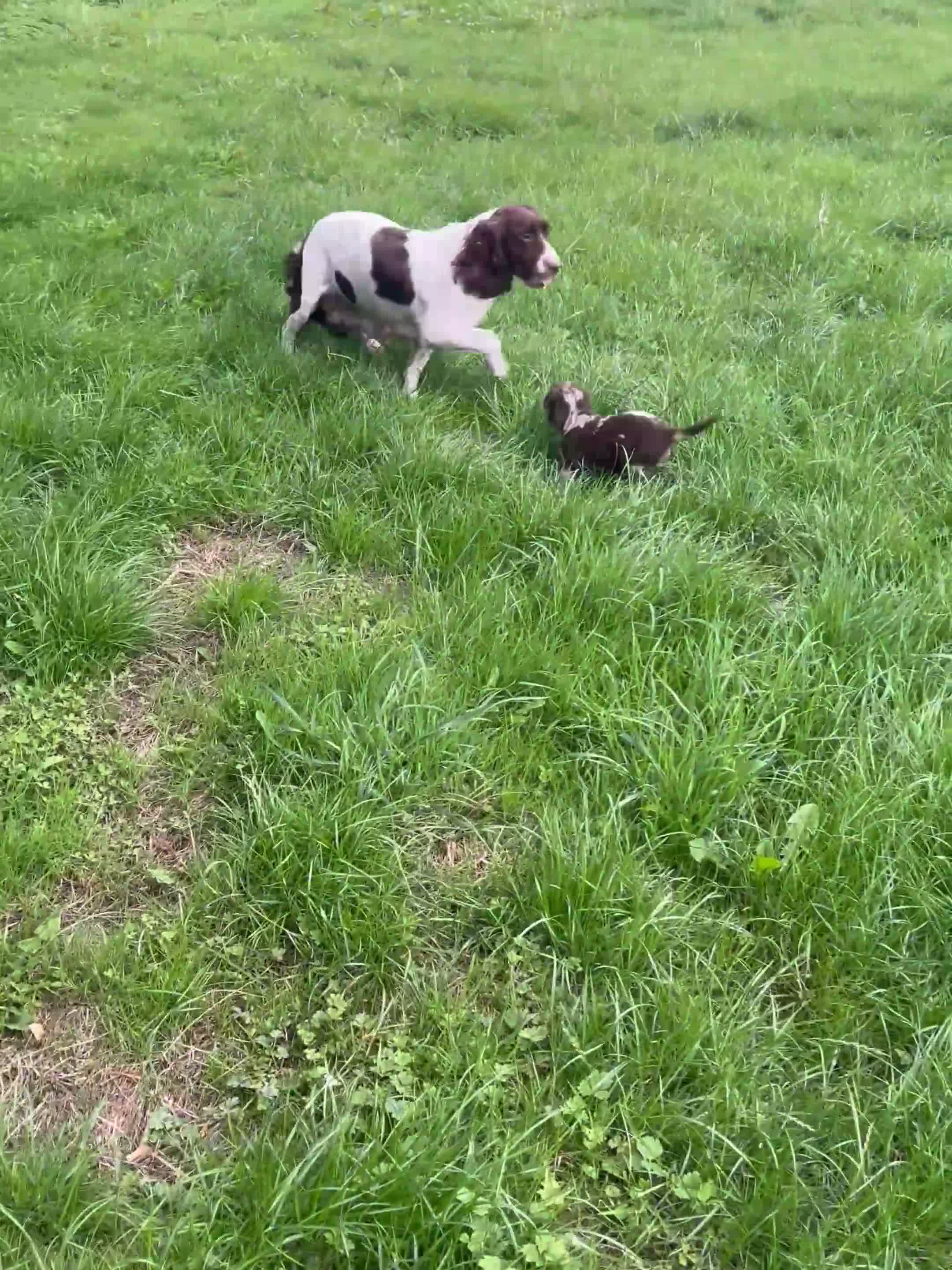 Sproodle dogs for sale: Rare Sproodle Doodle Merle Chocolate Puppies  - Video 1