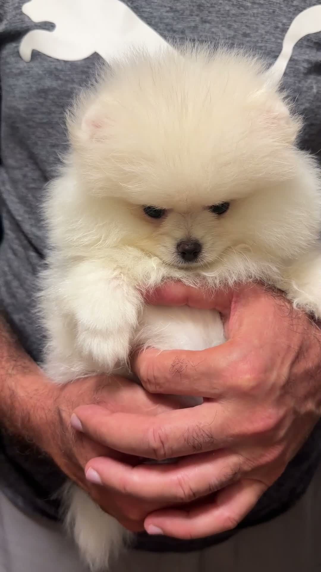 Pomeranian dogs for sale: Beautiful White/Cream Pomeranian Puppies - Video 4