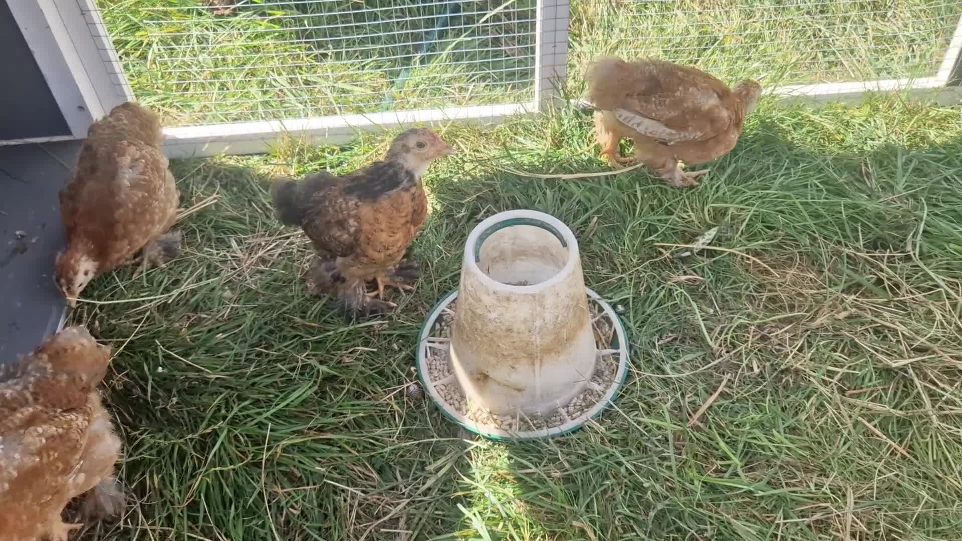 Chickens poultry for sale: Bantam Pullets 7 weeks  - Video 1