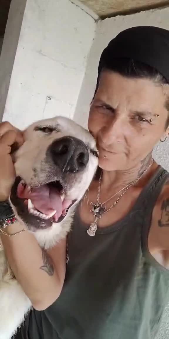 Mixed Breed dogs for adoption: 🐾 Baloo – a gentle bear with a heart of gold 🐾 - Video 1