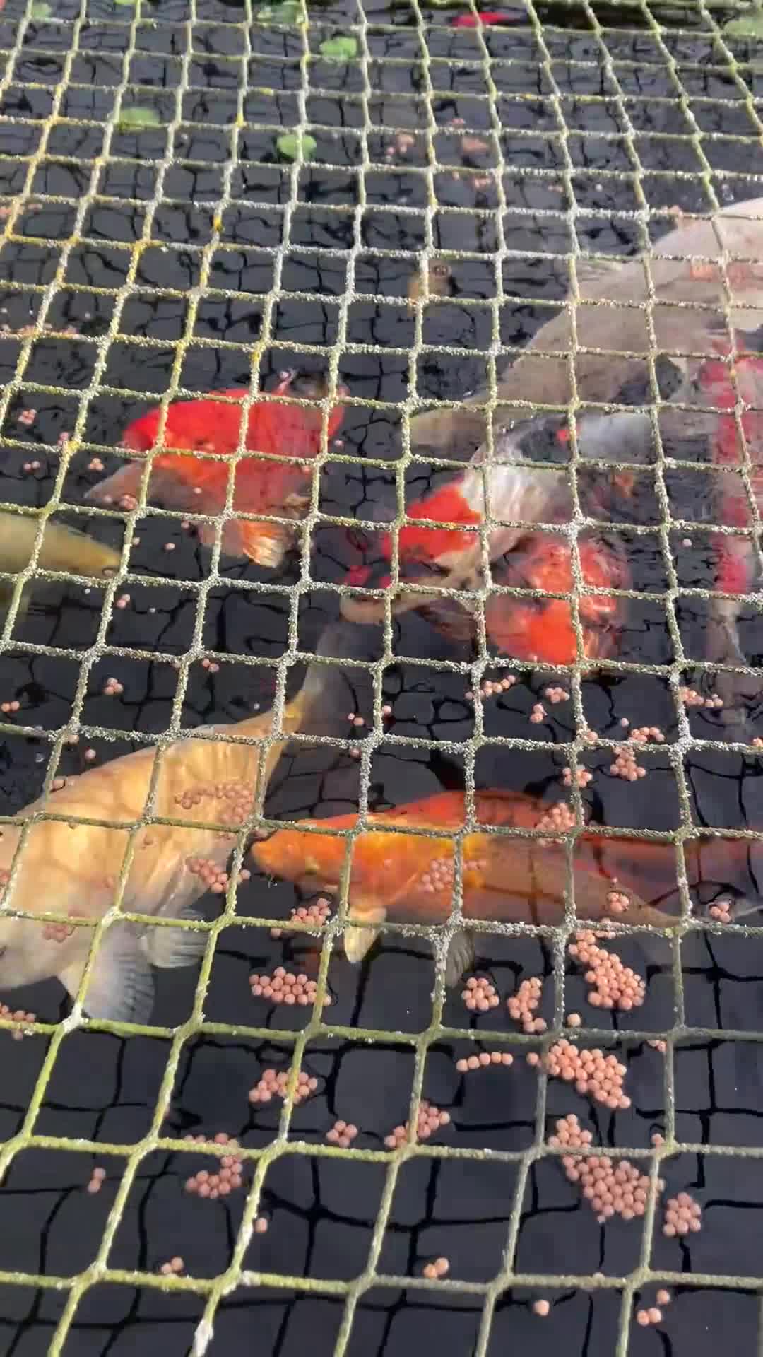 Koi Carp fish for sale: Koi Carp, Goldfish and Orfe’s in Chesterfield - Video 1