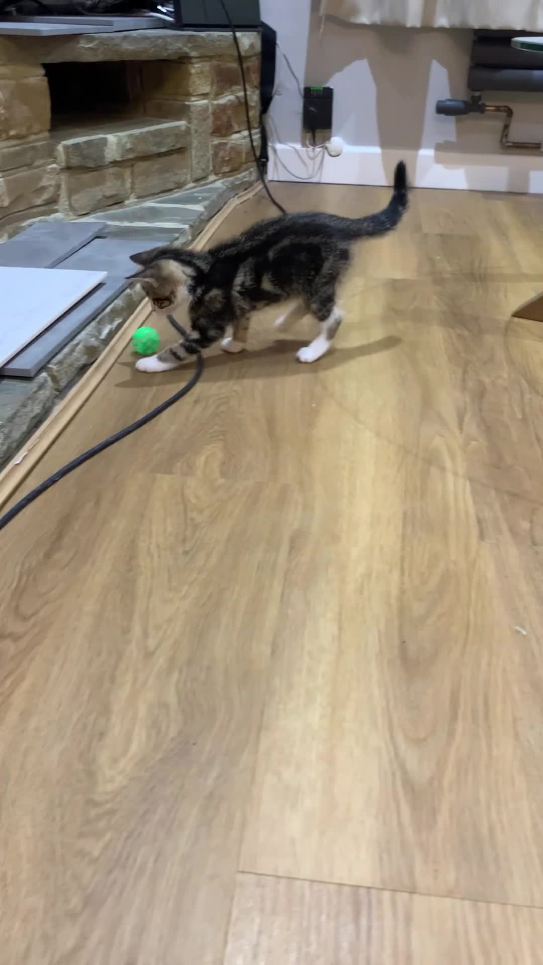 Mixed Breed cats for sale: Fluffy,bengal mixed,energetic kittens - Video 1