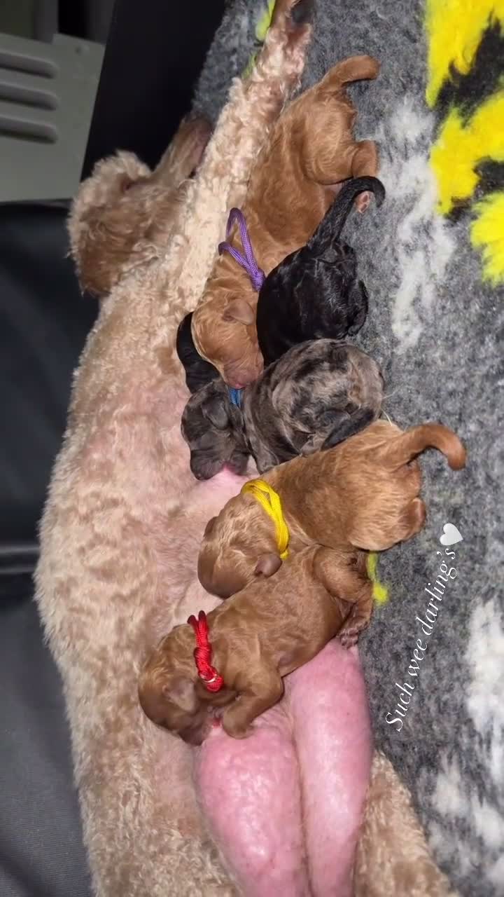 Cockapoo dogs for sale: F1B Cockapoo  in Glasgow - Video 1