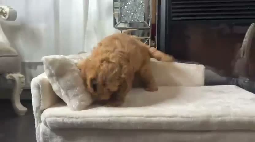 Cockapoo dogs for sale: READY NOW TO FIND HOMES  - Video 2