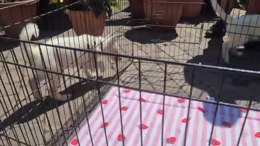 Siberian Husky dogs for sale: 2 female Beautiful White Husky Puppies Ready Now. - Video 3