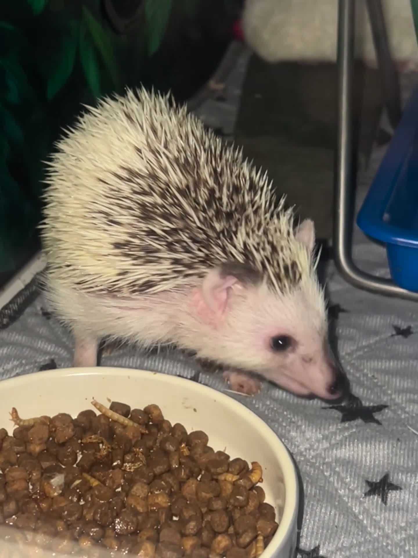 Pygmy Hedgehog rodents for sale: Male African Pygmy hedgehog (set up separate)  - Video 1