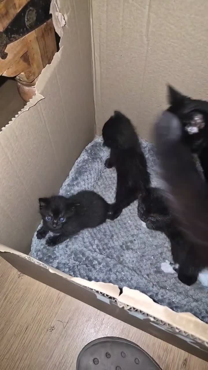 Mixed Breed cats for sale: Mix maincoon kittens black and tuxedo  - Video 1