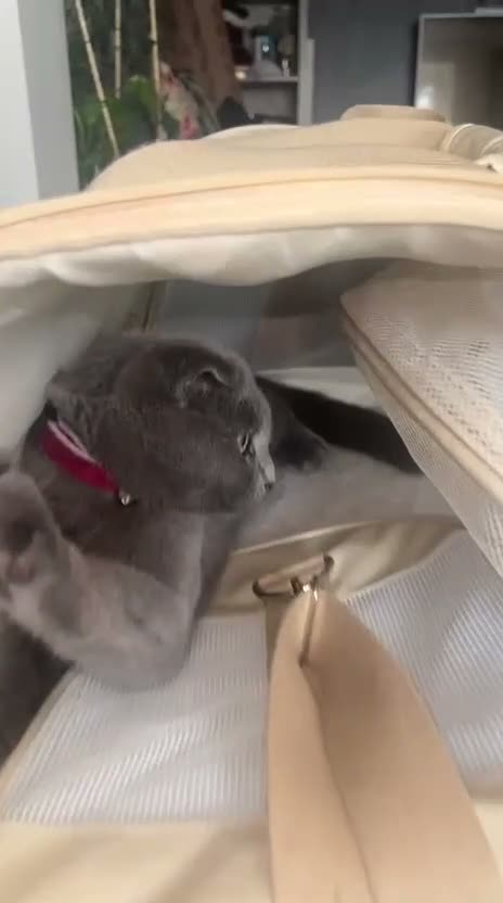 Scottish Fold cats for sale: ✨Kitten looking for forever home ✨ - Video 4