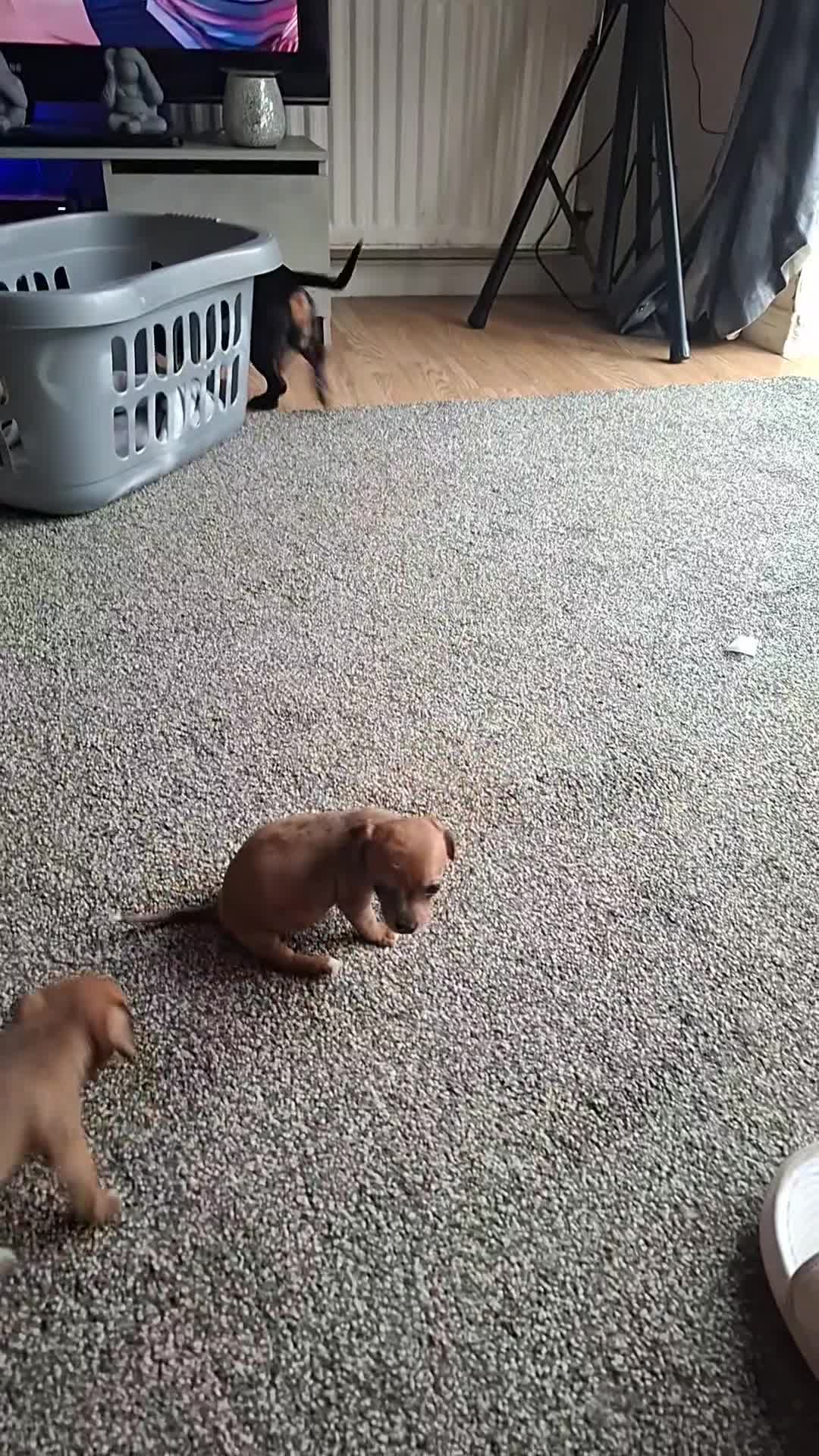 Chiweenie dogs for sale: One beautiful girl left  - Video 1
