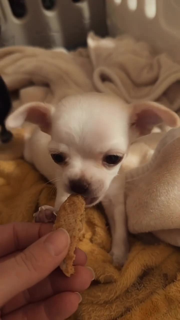 Chihuahua dogs for sale: White little chihuahua boy for sale - Video 1