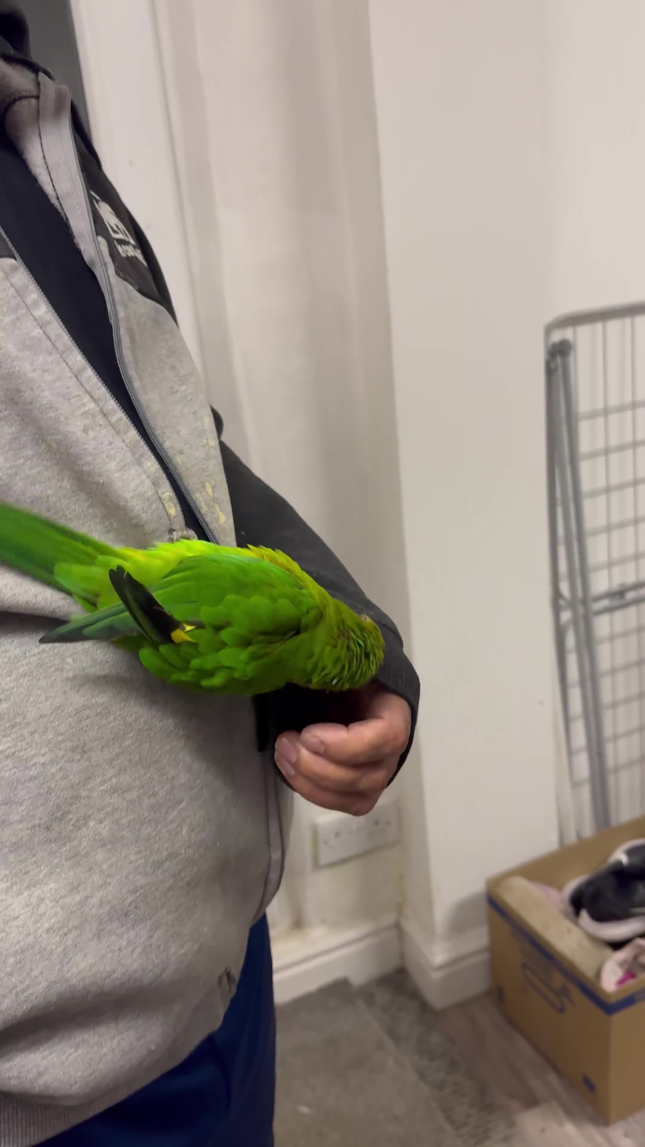 Conures birds for sale: Yellow headed semi tamed talking Lori  - Video 3
