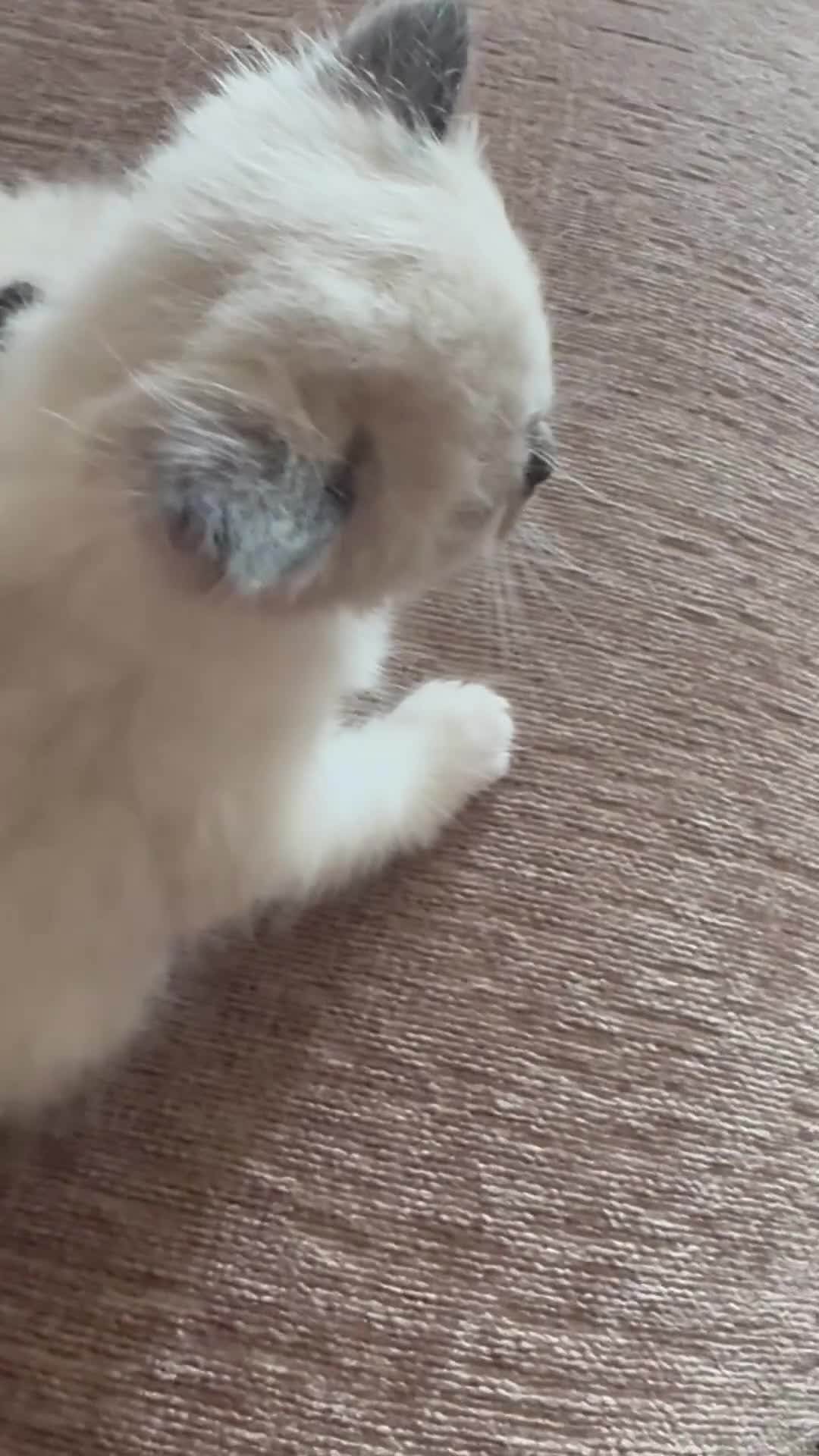 Ragdoll cats for sale: Beautiful 100% ragdoll babies - Video 1