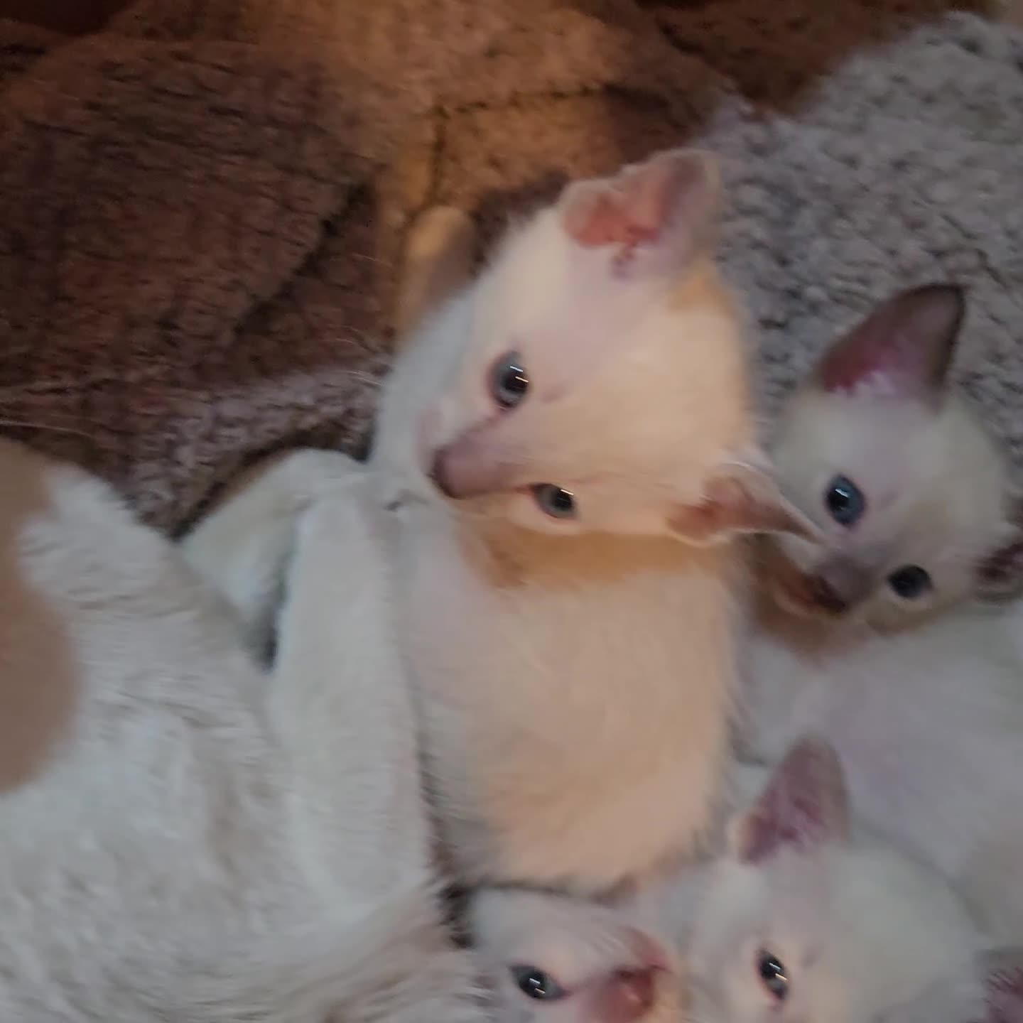 Tonkinese cats for sale: Champion bloodlines,pedigree, 1st generation - Video 1