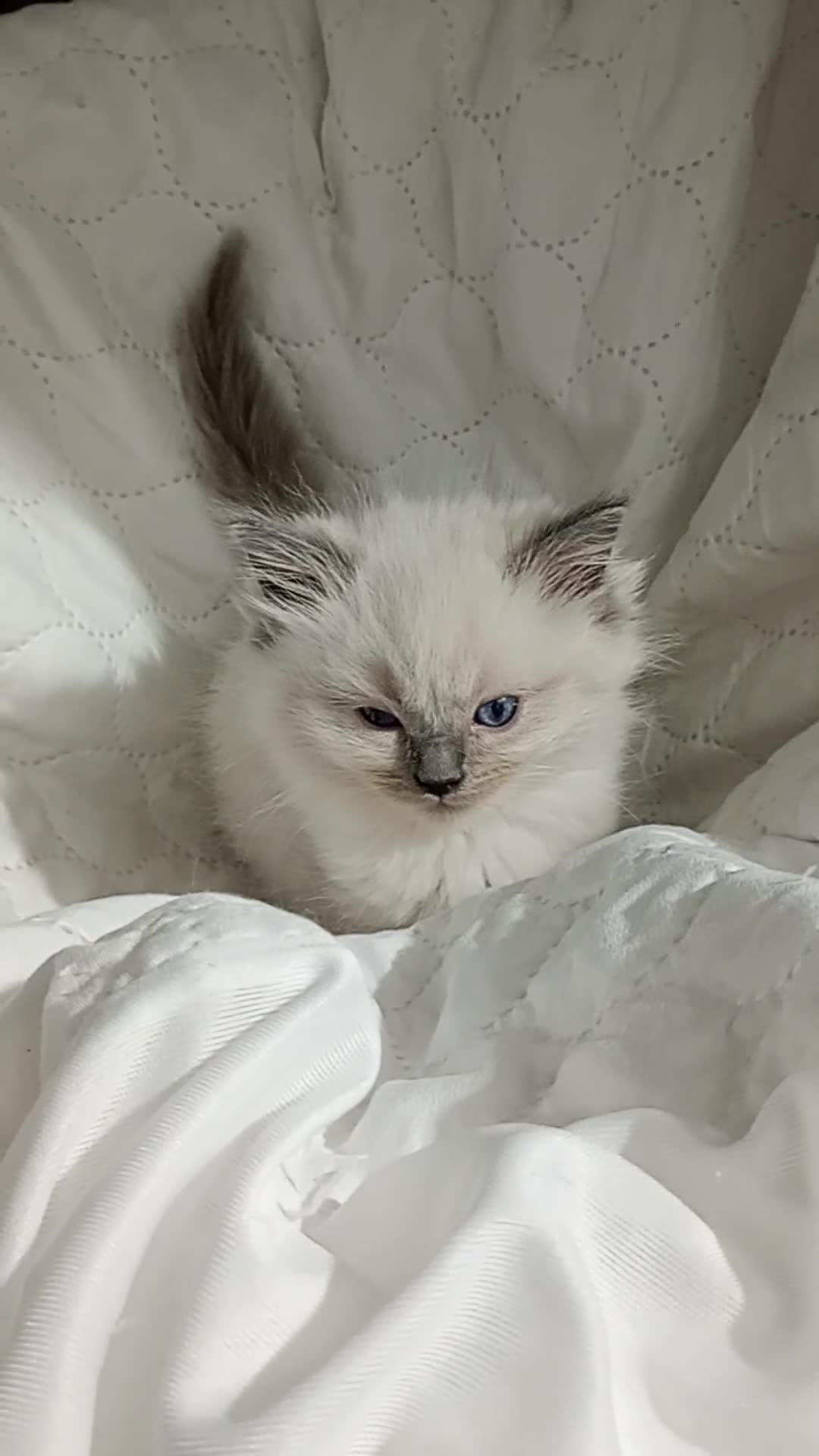 Ragdoll cats for sale: Beautiful full ragdoll kittens £695 - Video 5