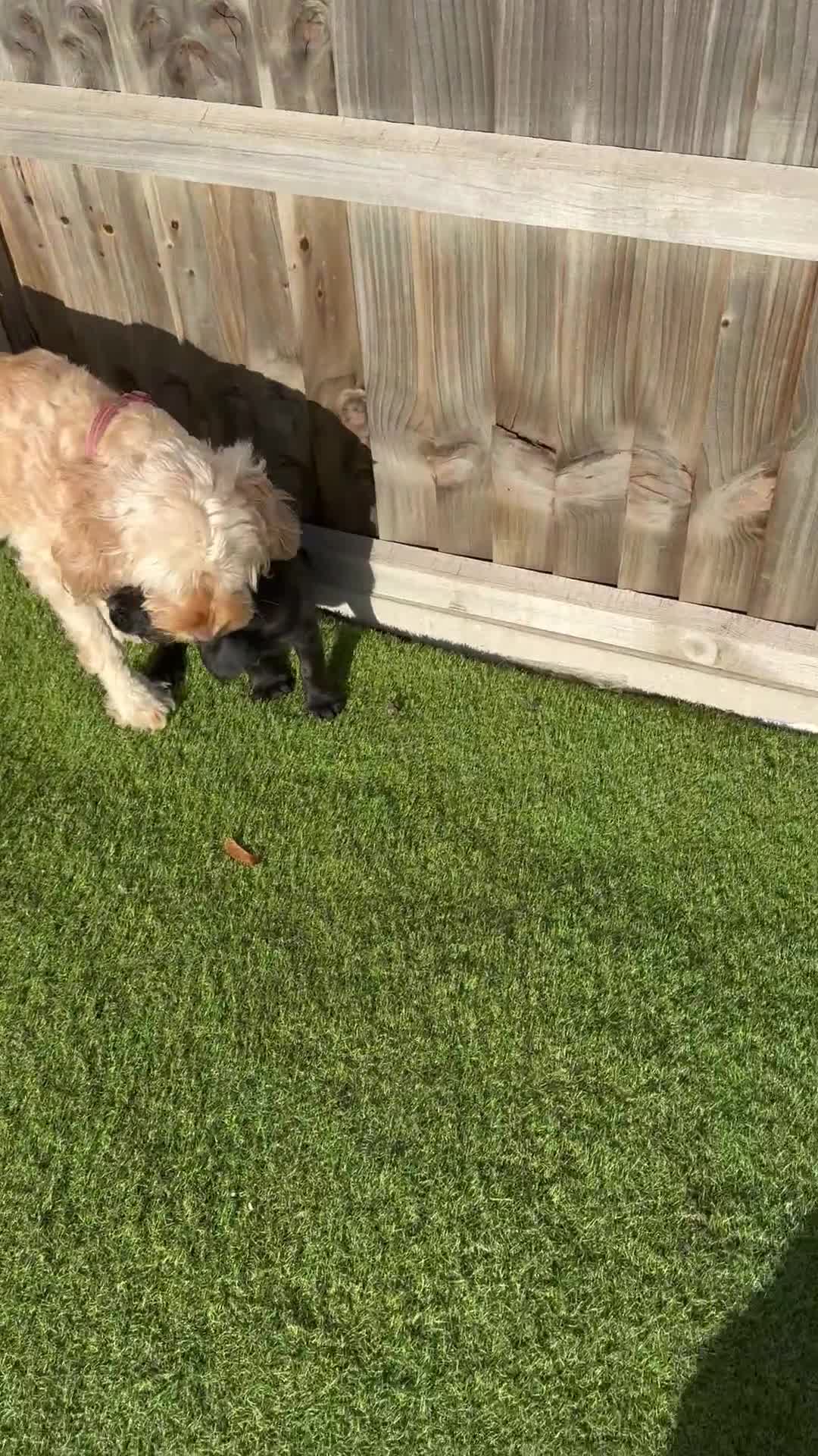 Mixed Breed dogs for sale: Beautiful unique puppies last girl left  - Video 3