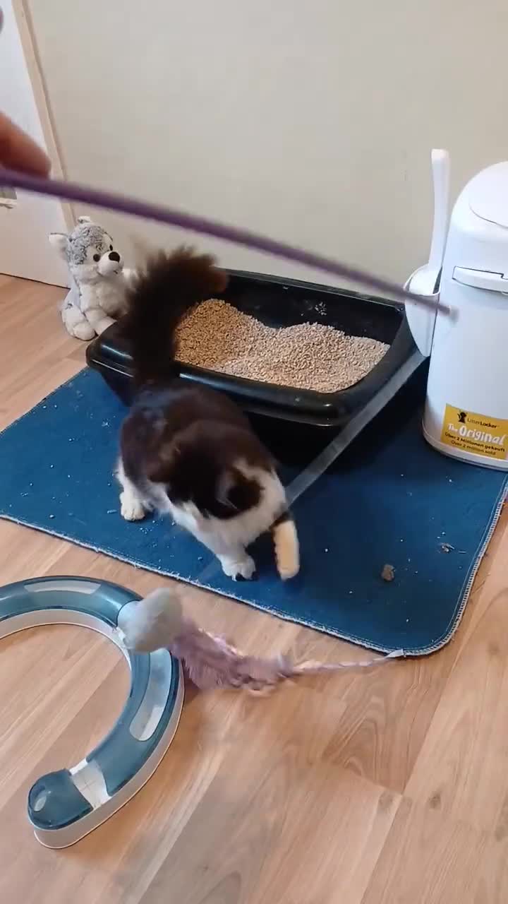 British Longhair cats for adoption: ADOPTION: Pascal in Liverpool - Video 1