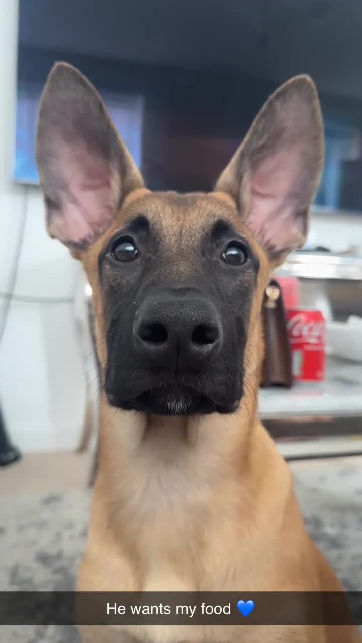 Belgian Shepherd Dog dogs for sale: VECNOR Free to a suitable home  - Video 1