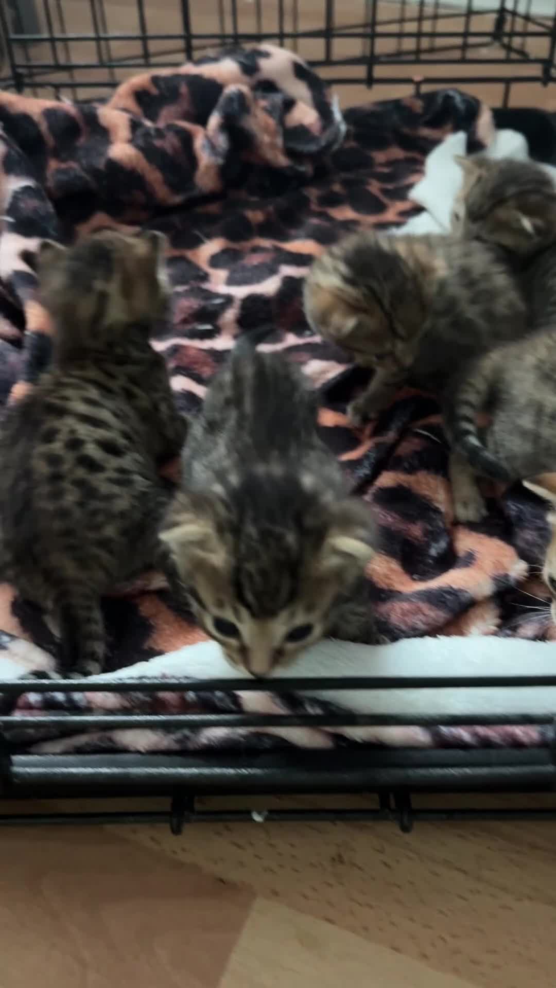 Savannah cats for sale: 5 Gorgeous Spotty Savannah Babies - Video 2