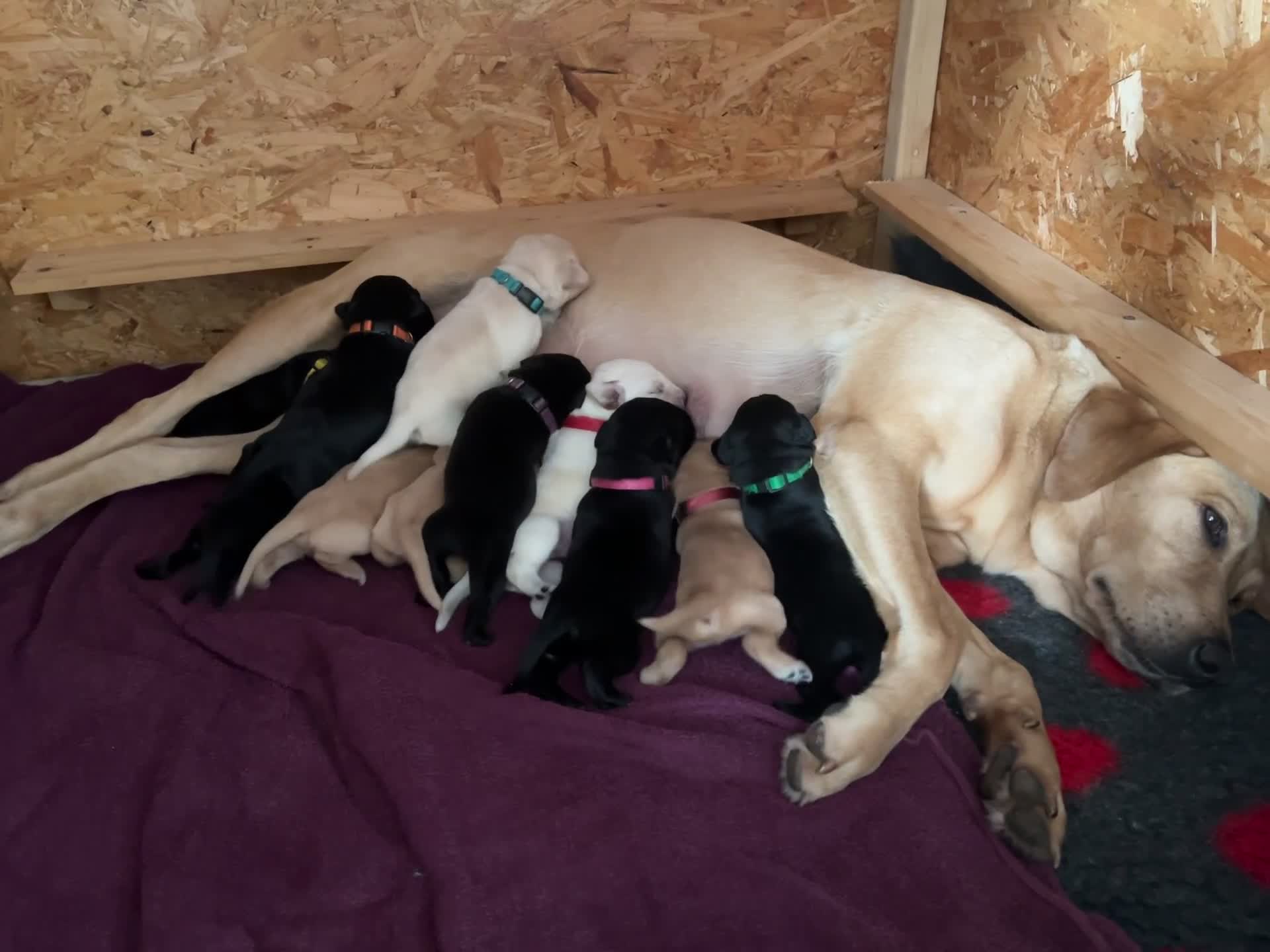 Labrador Retriever dogs for sale: Only 2 beautiful KC black boys left! - Video 1