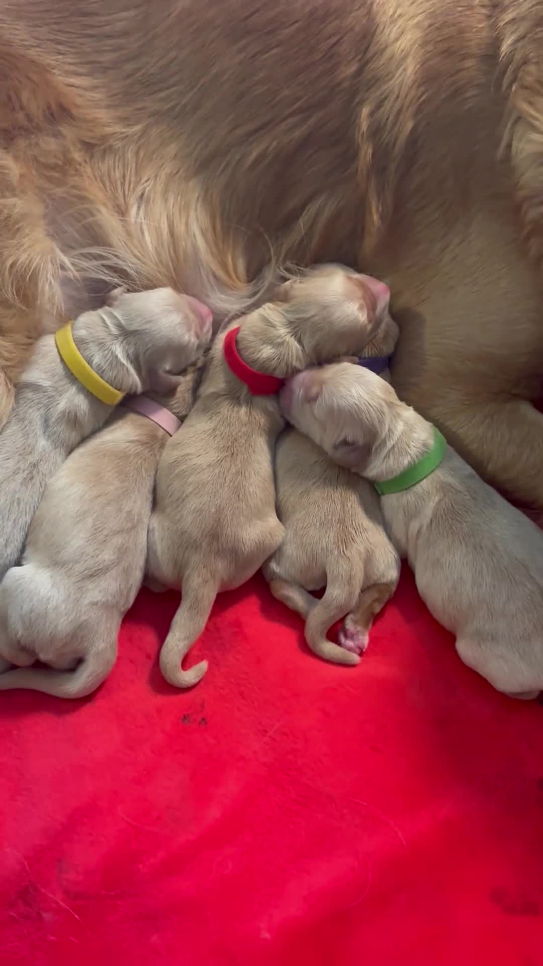 Golden Retriever dogs for sale: 1 female Golden Retriever Pup left for sale🥰🏡 - Video 1