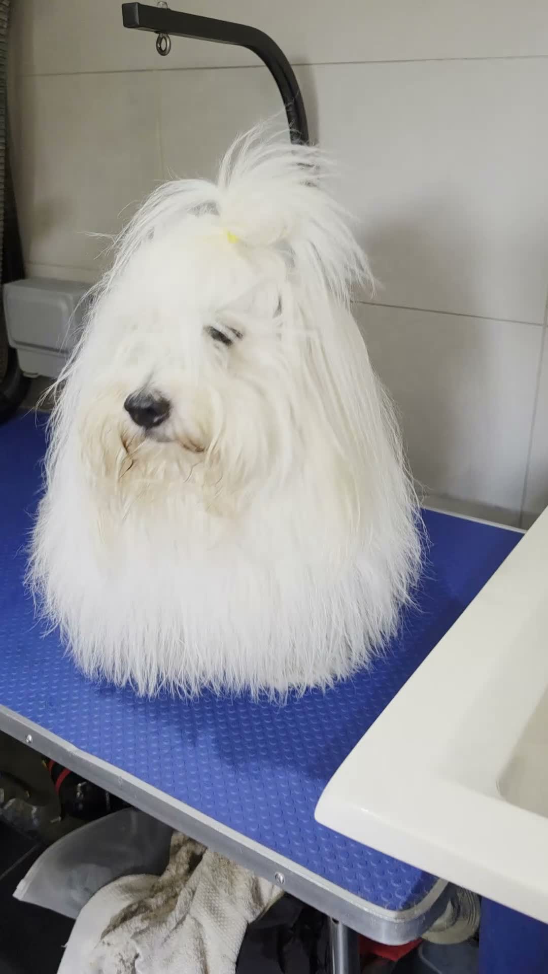 Coton De Tulear dogs for sale: 2 beautiful coton de tulear  - Video 4