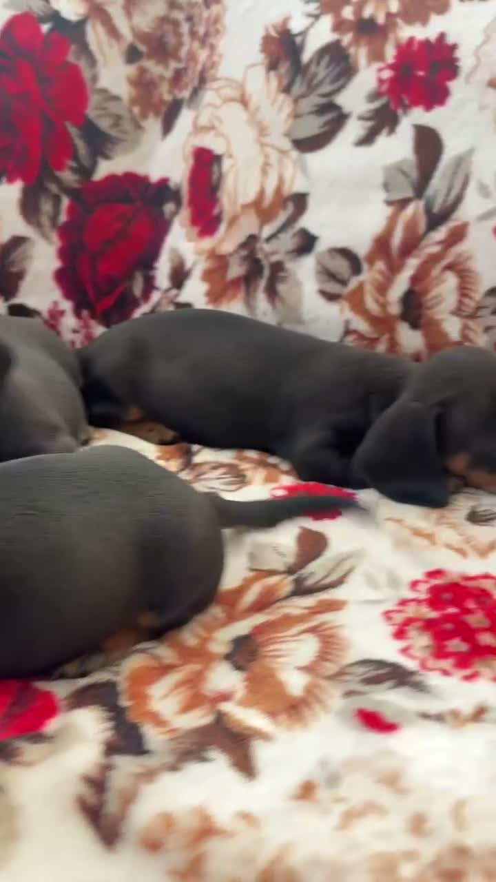 Dachshund dogs for sale: Beautiful nine week old dash hound puppies - Video 1