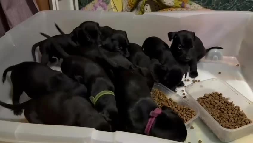 Patterdale Terrier dogs for sale: Patterdale puppies, good strong pups, home bred. - Video 3