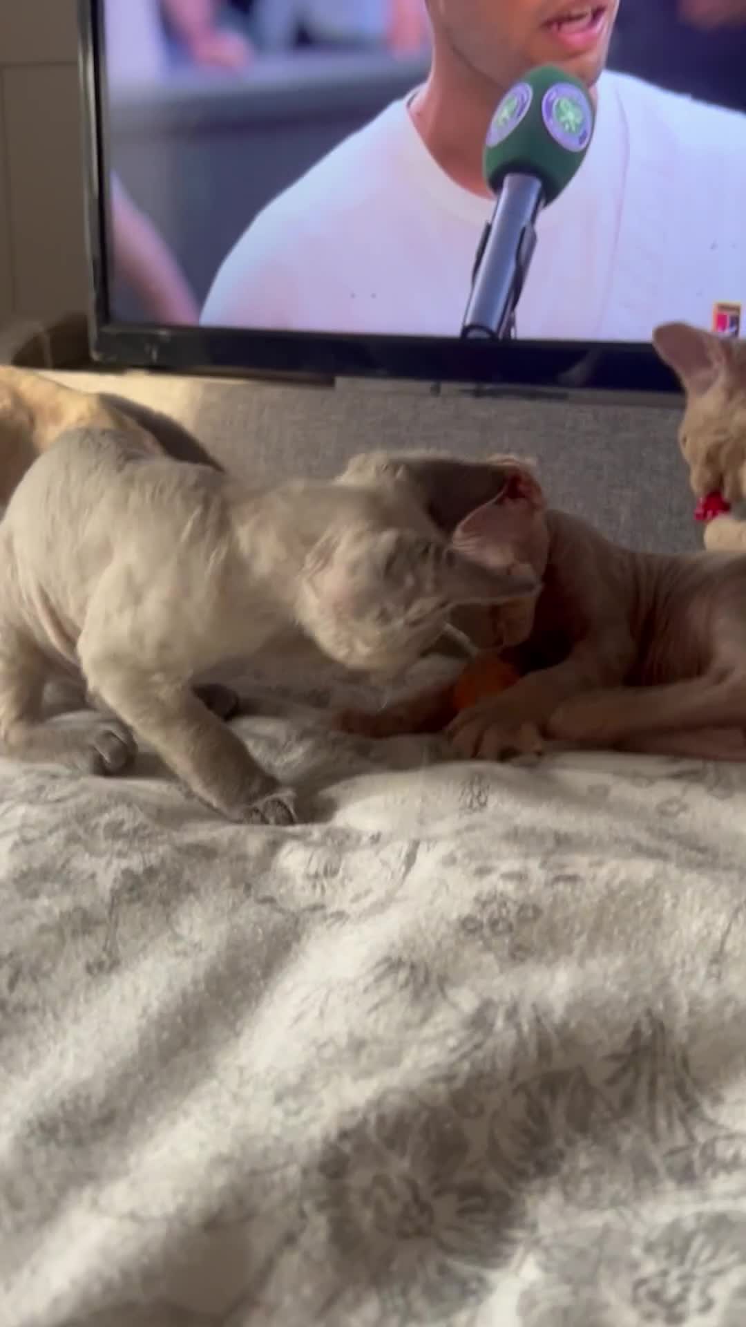 Devon Rex cats for sale: 1 girl left. Stunning Devon Rex GCCF kittens  - Video 1