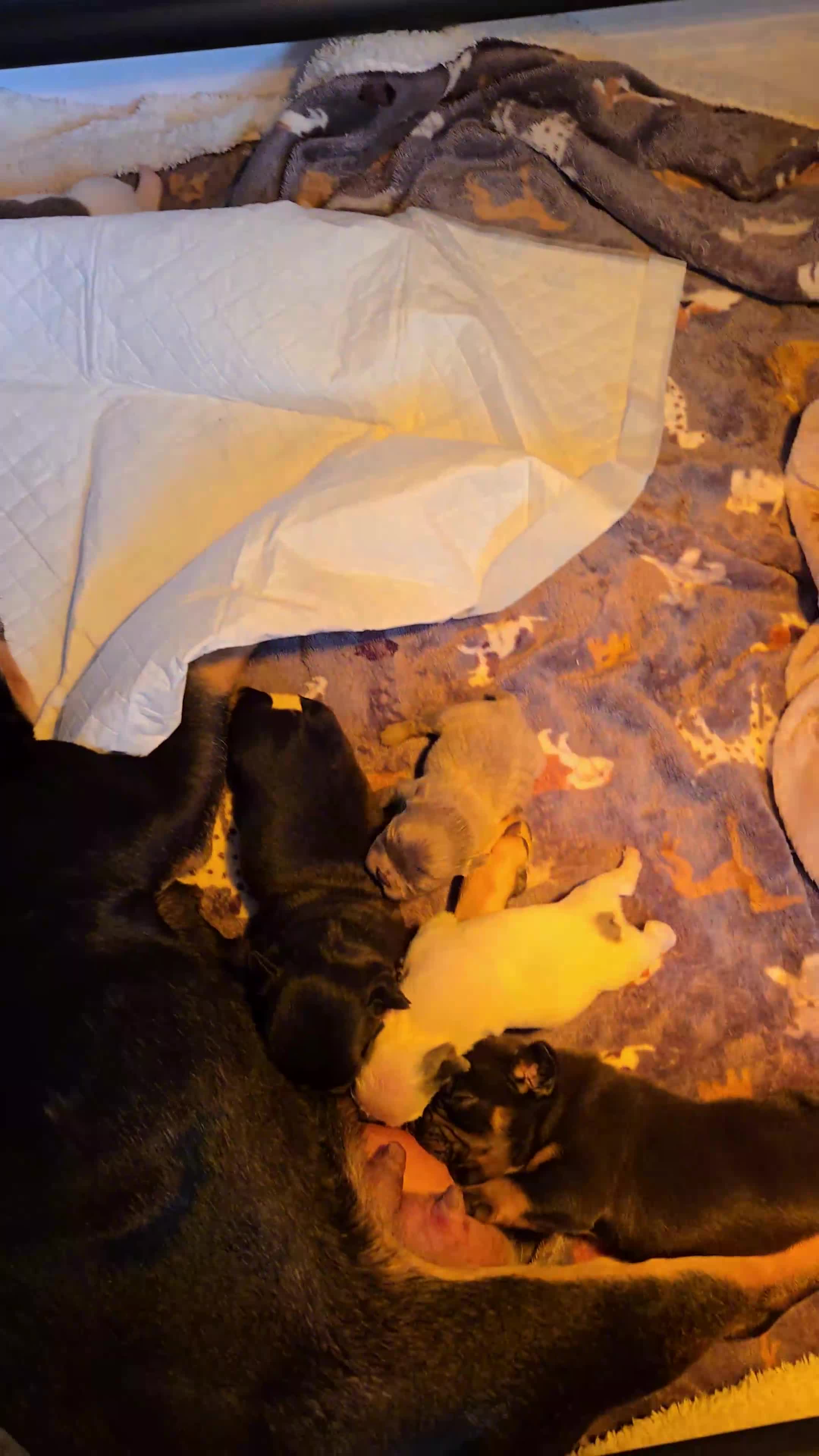 French Bulldog dogs for sale: 6 beautiful litter of French Bulldogs - Video 1