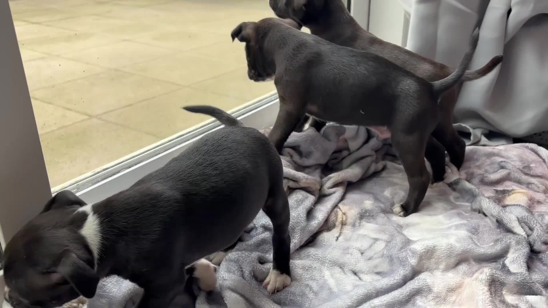 Staffordshire Bull Terrier dogs for sale: Last 3 of our litter  - Video 1