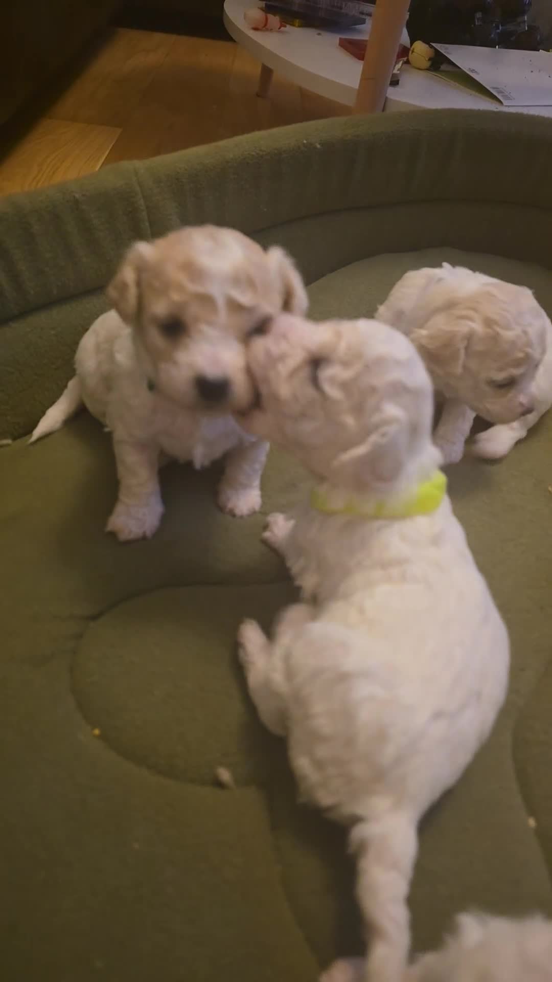 Bichon Frise dogs for sale: Bichon frise  - Video 1