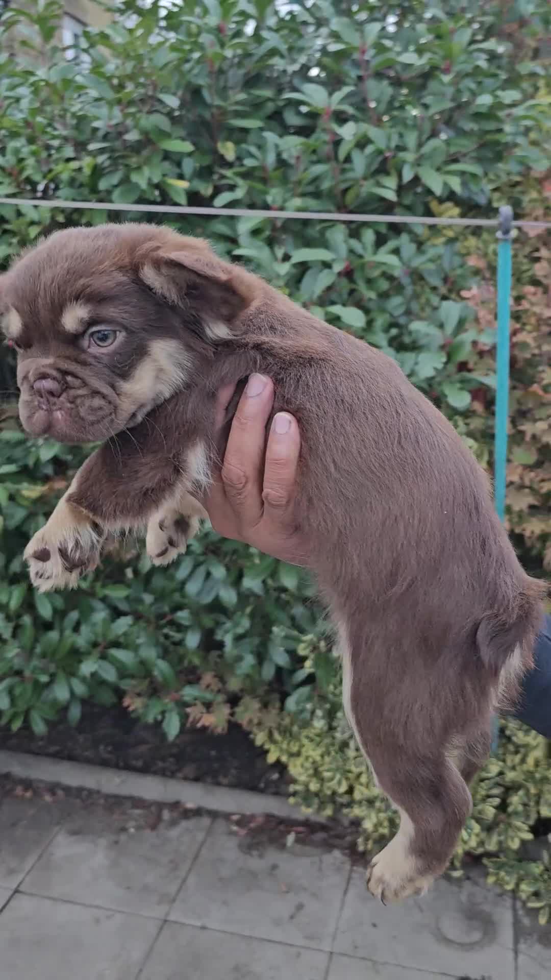 French Bulldog dogs for sale: Chocolate Rojo tan fluffy French bulldog  - Video 1