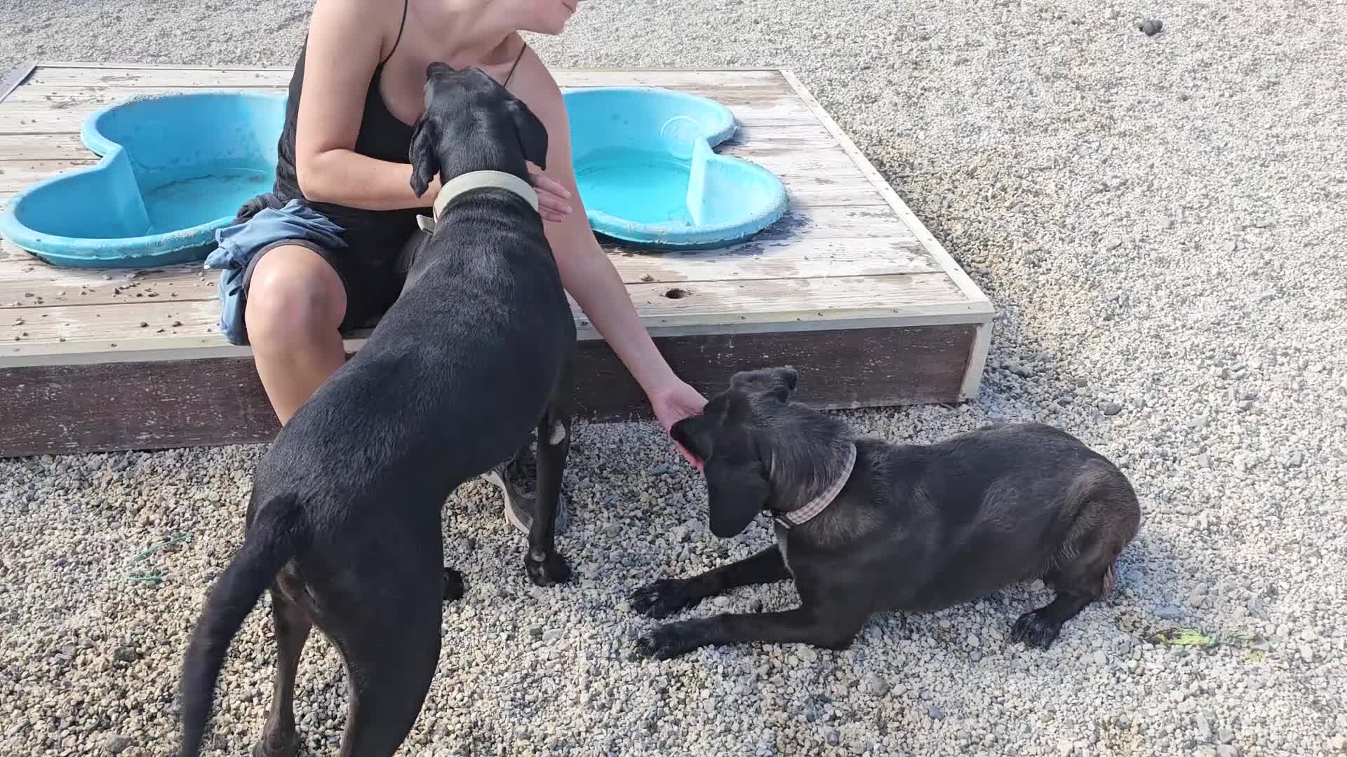 Labrador Retriever dogs for adoption: Joey - waiting over 3 years for a home - Video 1