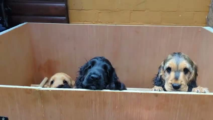 Cocker Spaniel dogs for sale: Three Amigos-3 very special cocker spaniel puppies in Otley - Video 2