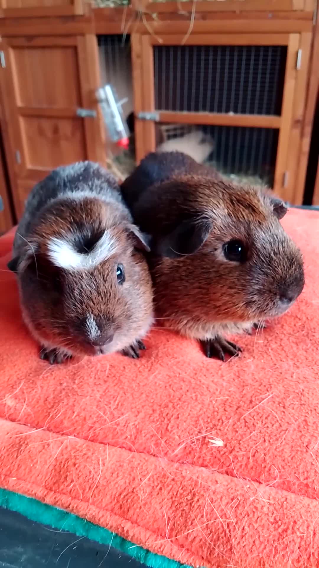 Guinea Pig rodents for sale: 2 pairs of lovely brothers ready for new home.  - Video 1