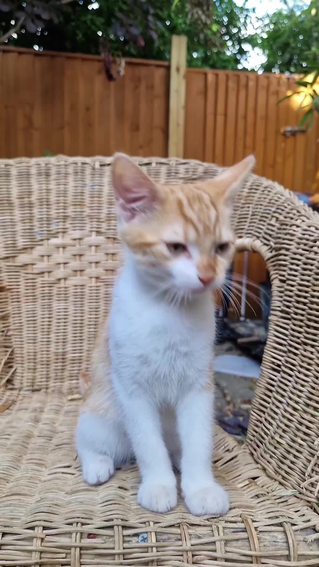 Domestic Shorthair cats for sale: Kittens in Oxford - Video 2