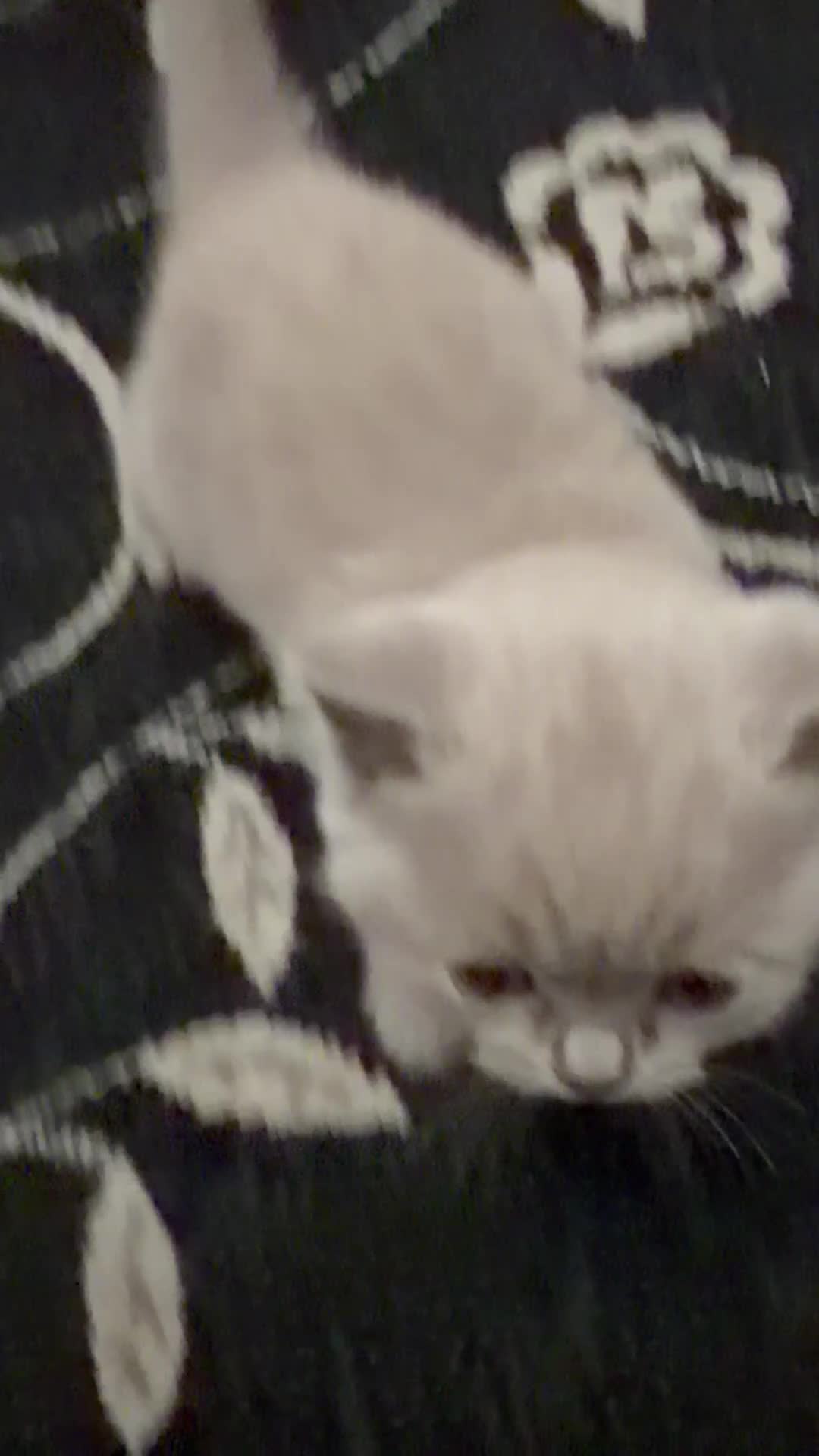 British Shorthair cats for sale: Lilac female British Shorthair  - Video 1