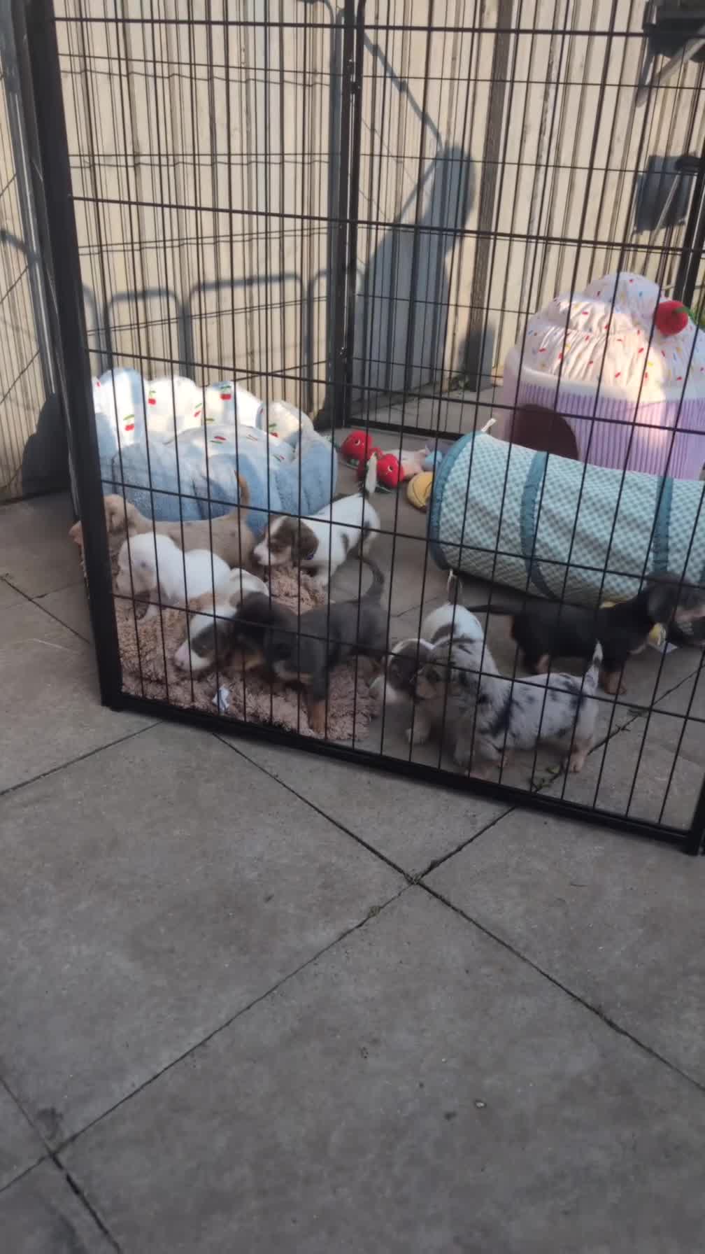 Miniature Dachshund dogs for sale: Kc registered Longhaired miniature dachshunds  - Video 1