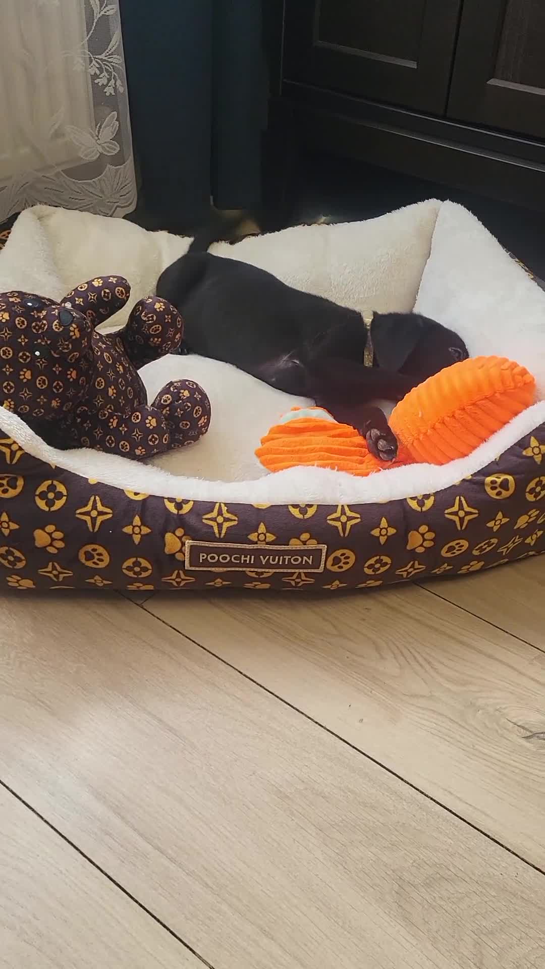 Labrador Retriever dogs for sale: KC registered Labrador Retriever puppies - Video 2