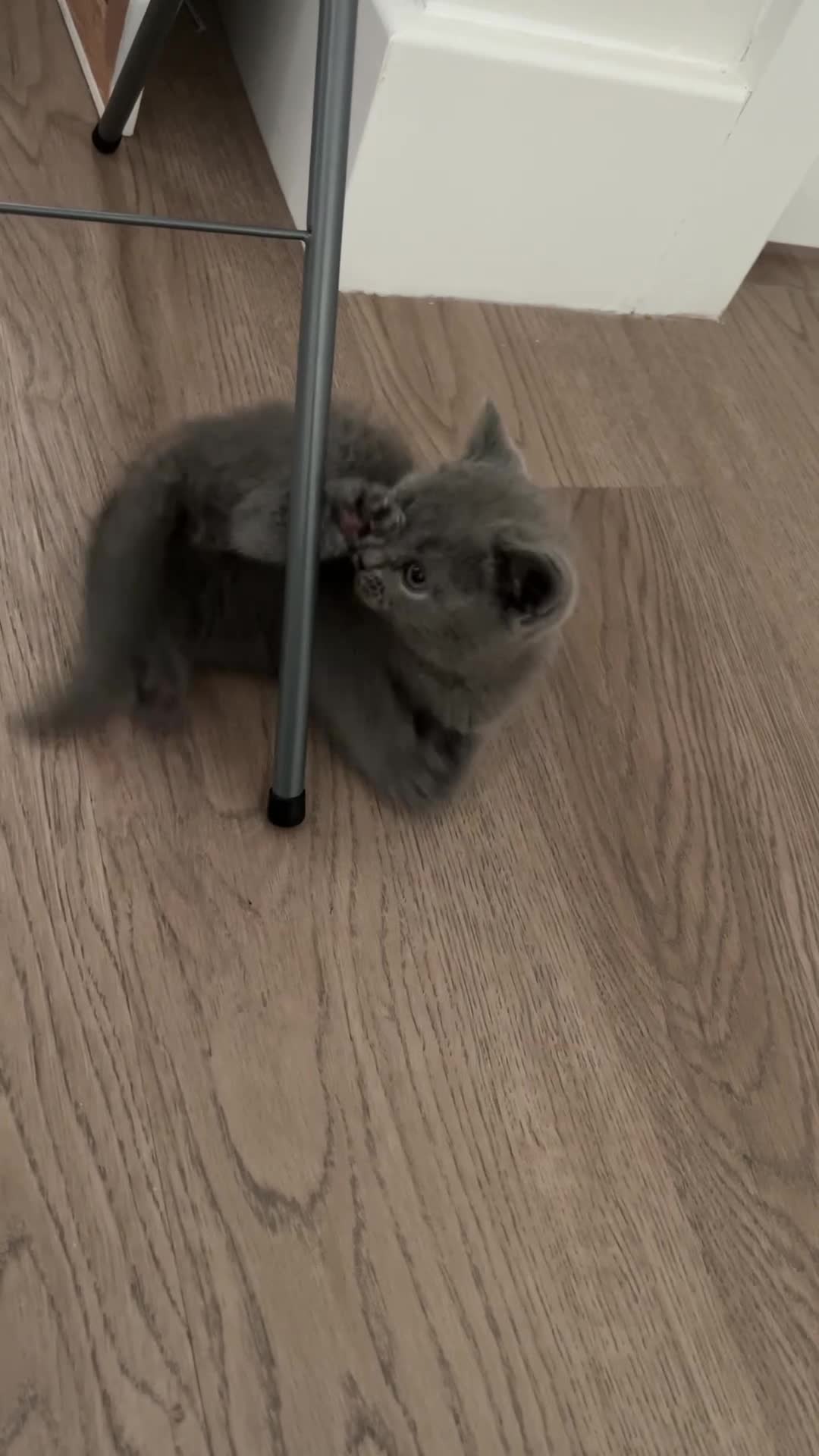 British Shorthair cats for sale: Blue British Shorthair Male - Video 2