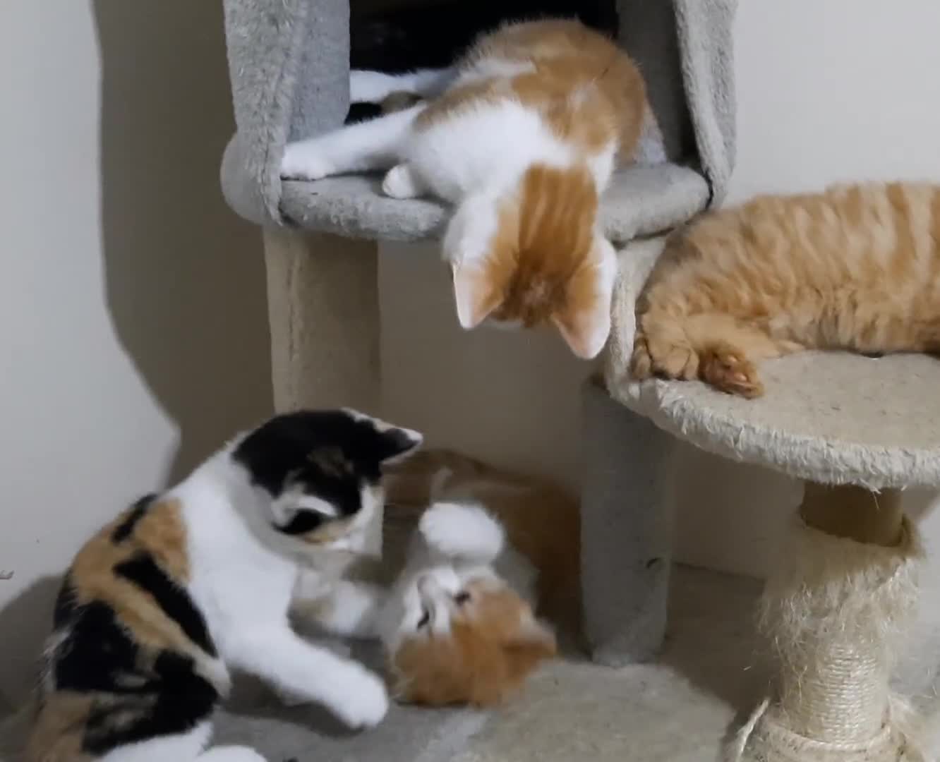Domestic Shorthair cats for sale: Happy kittens ready to share love and joy  - Video 2
