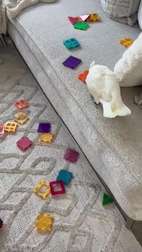 Cockatoo birds for sale: Corella cockatoo - Video 1