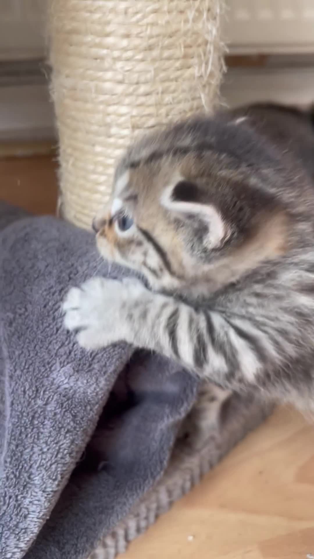 Egyptian Mau cats for sale: Egyptian mau kittens  - Video 1